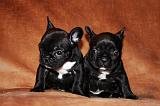 BOULEDOGUE FRANCAIS 776